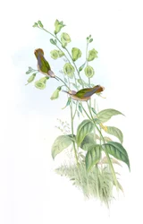 Anthocephala floriceps = Syn